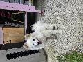 전남 나주시다시면광암복지회관옆버스승강장에서  스피츠 발견 보호